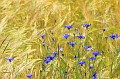 IMG_7529_Kornblumen im Feld